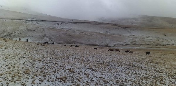 Doğu Karadeniz'deki dağda mevsimin ilk yarı yağdı 5