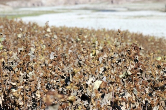 Göldeki kuraklık dikkat çekiyor 9