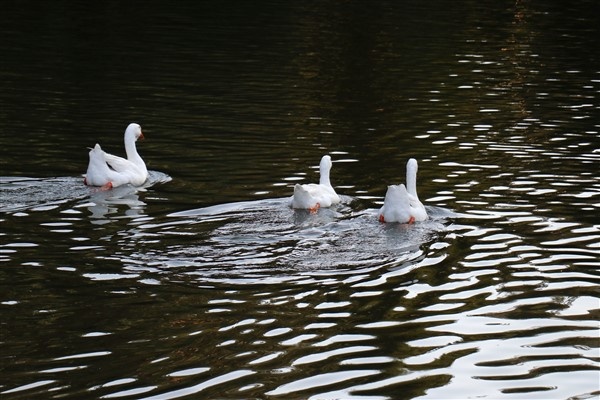 Limni Gölü'ne ziyaretçi akını 12