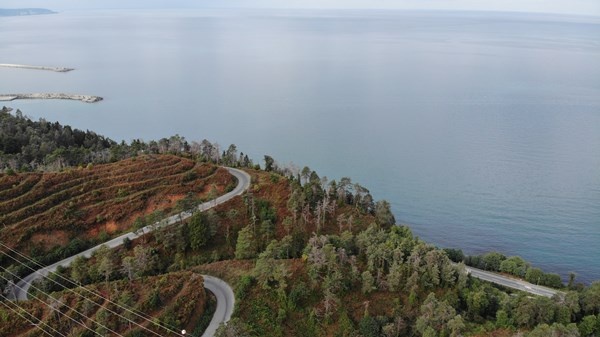 Sürmene Çamburnu ormanlarında yeni fidanlar boy verdi 6