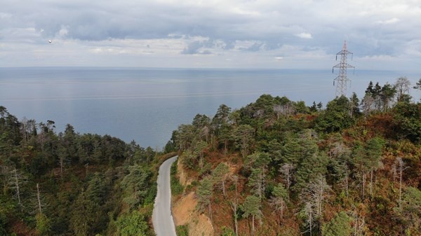 Sürmene Çamburnu ormanlarında yeni fidanlar boy verdi 5