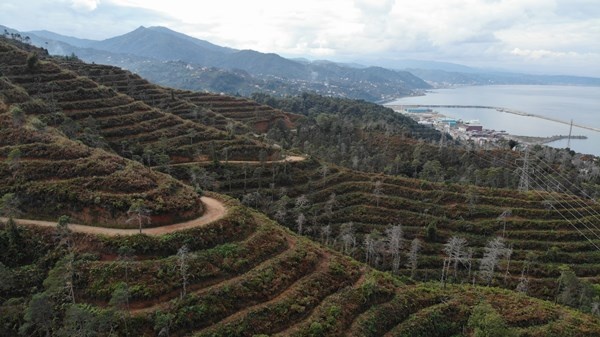 Sürmene Çamburnu ormanlarında yeni fidanlar boy verdi 7