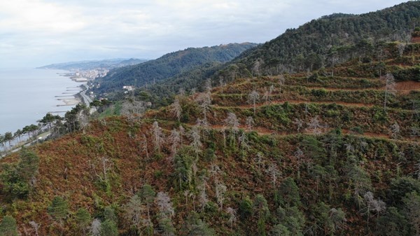 Sürmene Çamburnu ormanlarında yeni fidanlar boy verdi 12