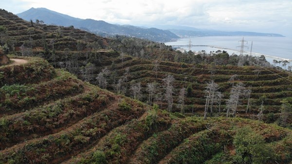 Sürmene Çamburnu ormanlarında yeni fidanlar boy verdi 11