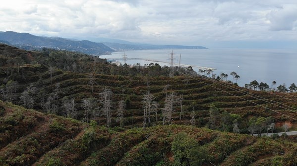 Sürmene Çamburnu ormanlarında yeni fidanlar boy verdi 4