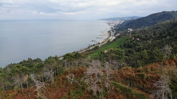 Sürmene Çamburnu ormanlarında yeni fidanlar boy verdi 15