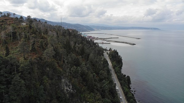 Sürmene Çamburnu ormanlarında yeni fidanlar boy verdi 2