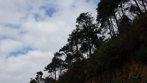 Sürmene Çamburnu ormanlarında yeni fidanlar boy verdi 10