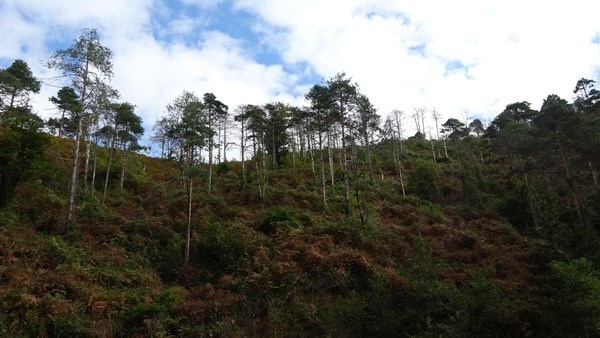 Sürmene Çamburnu ormanlarında yeni fidanlar boy verdi 13