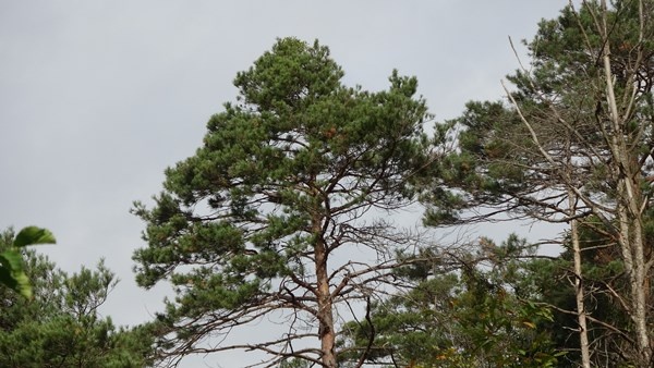 Sürmene Çamburnu ormanlarında yeni fidanlar boy verdi 14