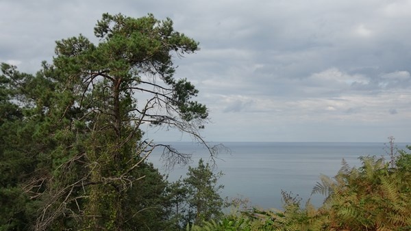 Sürmene Çamburnu ormanlarında yeni fidanlar boy verdi 3