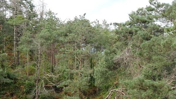 Sürmene Çamburnu ormanlarında yeni fidanlar boy verdi 9
