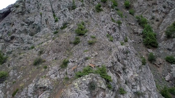 Keçilerin zirveye yolculuğu havadan görüntülendi. 5