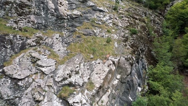 Keçilerin zirveye yolculuğu havadan görüntülendi. 6