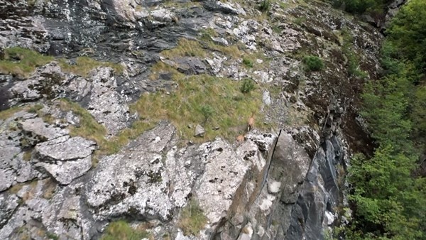 Keçilerin zirveye yolculuğu havadan görüntülendi. 8