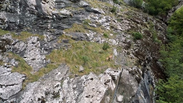 Keçilerin zirveye yolculuğu havadan görüntülendi. 7