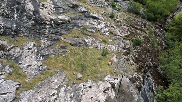 Keçilerin zirveye yolculuğu havadan görüntülendi. 9