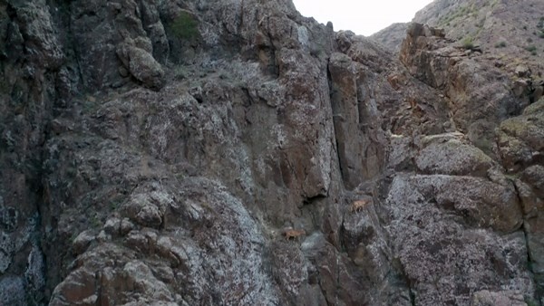 Keçilerin zirveye yolculuğu havadan görüntülendi. 4