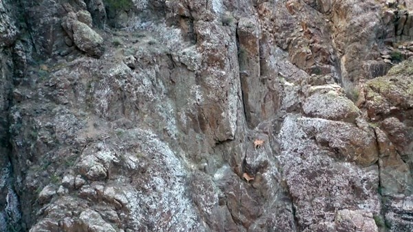 Keçilerin zirveye yolculuğu havadan görüntülendi. 10