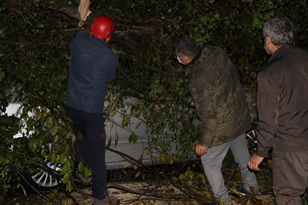 Rize’de 2 araç kökünden kopan ağacın altında kaldı 10