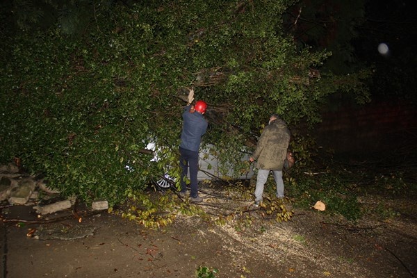 Rize’de 2 araç kökünden kopan ağacın altında kaldı 5