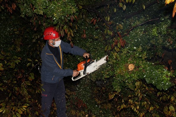 Rize’de 2 araç kökünden kopan ağacın altında kaldı 8