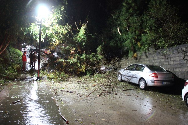 Rize’de 2 araç kökünden kopan ağacın altında kaldı 6