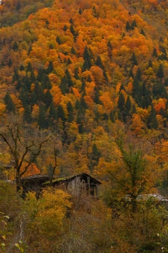 Artvin'de sonbahar güzelliği 9