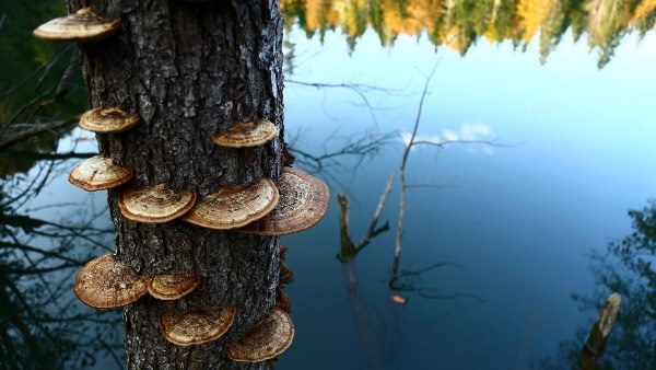 UNESCO korumalı Macahel’de sonbahar büyüleyici manzaralar sundu 8
