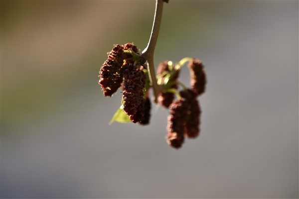 Mevsimini şaşıran dut ağacı meyve verdi 2