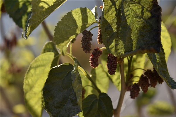 Mevsimini şaşıran dut ağacı meyve verdi 4