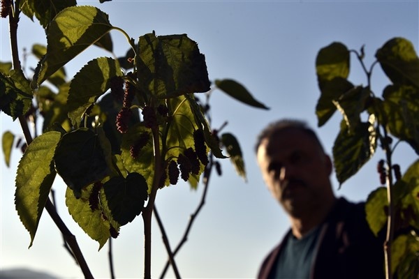 Mevsimini şaşıran dut ağacı meyve verdi 11