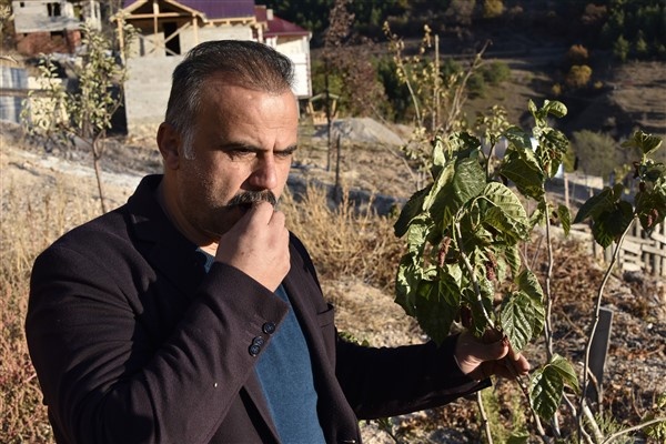 Mevsimini şaşıran dut ağacı meyve verdi 10