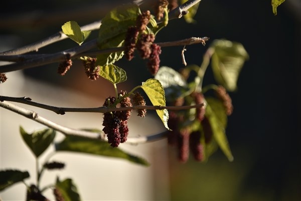 Mevsimini şaşıran dut ağacı meyve verdi 3