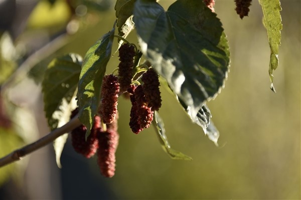 Mevsimini şaşıran dut ağacı meyve verdi 5