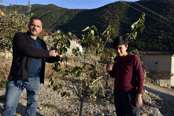 Mevsimini şaşıran dut ağacı meyve verdi 8