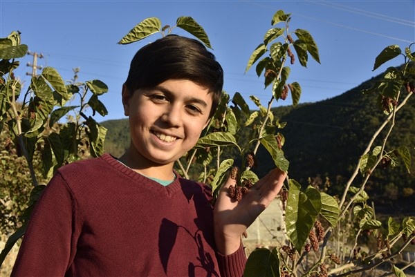 Mevsimini şaşıran dut ağacı meyve verdi 9
