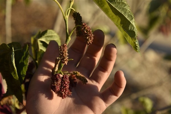 Mevsimini şaşıran dut ağacı meyve verdi 6