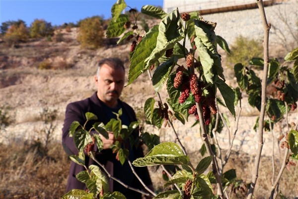 Mevsimini şaşıran dut ağacı meyve verdi 7