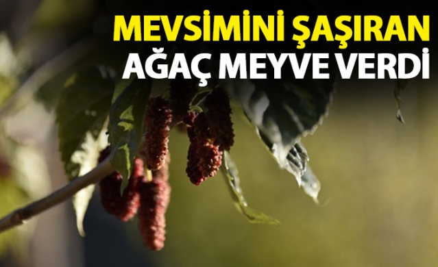 Mevsimini şaşıran dut ağacı meyve verdi 1
