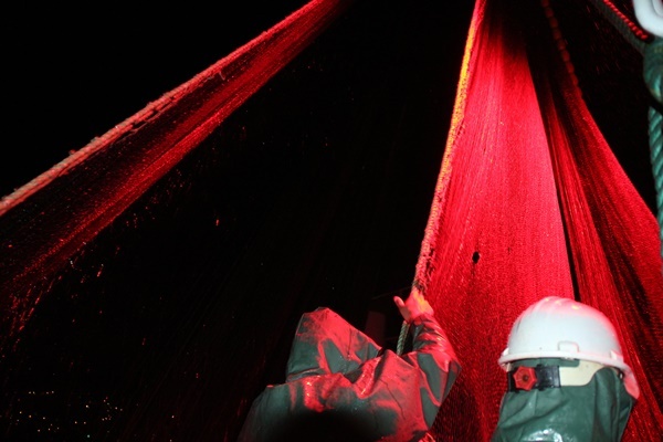 Karadeniz’de balıkçıların zorlu balık avı mesaisi 9