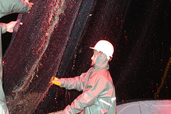 Karadeniz’de balıkçıların zorlu balık avı mesaisi 11