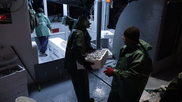 Karadeniz’de balıkçıların zorlu balık avı mesaisi 5