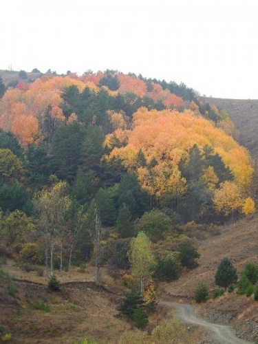 Doğu Karadeniz’in Abant’ı gölet, can suyu oldu 8