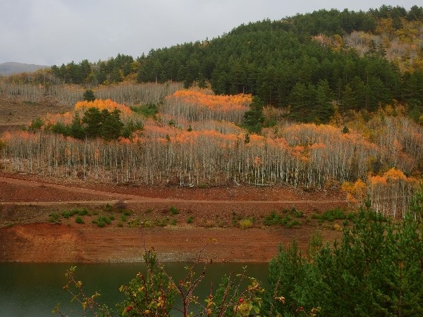 Doğu Karadeniz’in Abant’ı gölet, can suyu oldu 6