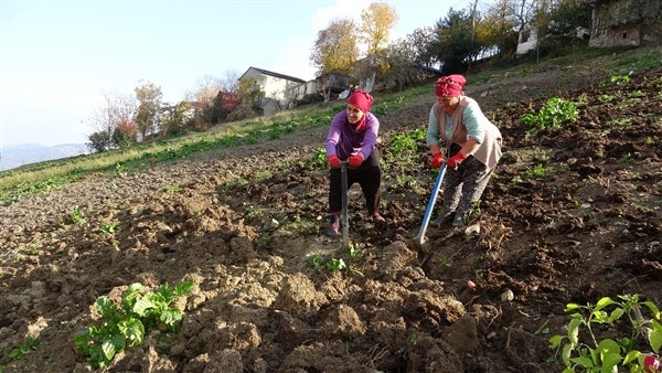 Trabzon'da sokaklar boşaldı tarlalarda hareketlilik var 6