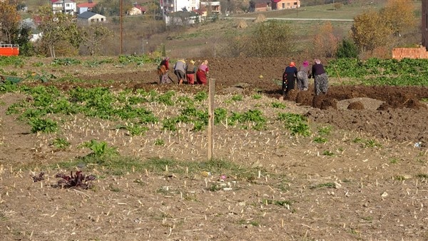 Trabzon'da sokaklar boşaldı tarlalarda hareketlilik var 10