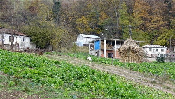Trabzon'da sokaklar boşaldı tarlalarda hareketlilik var 12