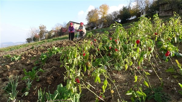 Trabzon'da sokaklar boşaldı tarlalarda hareketlilik var 9