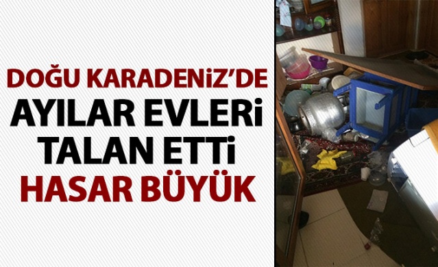 Doğu Karadeniz'de ayılar evleri talan etti 1